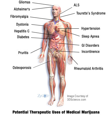Therapeitic Uses of Cannabis